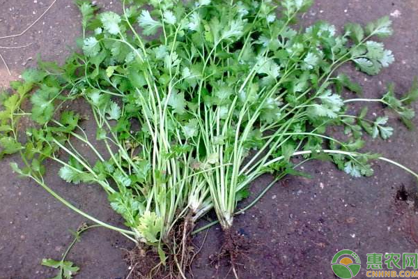 夏季香菜種植如何能高產(chǎn)？