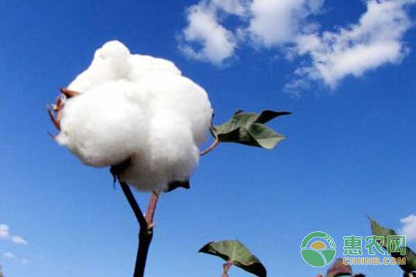 棉花怎么管理？棉花精細(xì)化管理要點(diǎn)