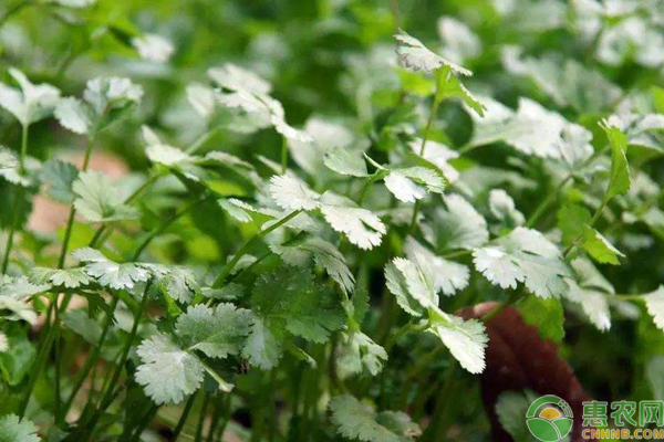 淺談一畝香菜收入2萬的高產(chǎn)種植技術(shù)