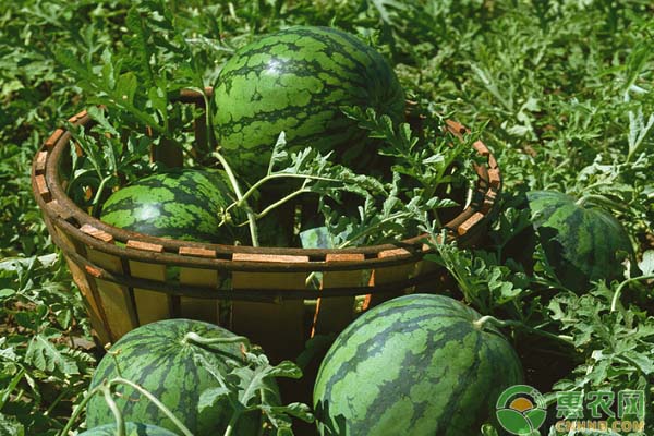 西瓜种植如何延长收获期？西瓜秋收延迟栽培技术