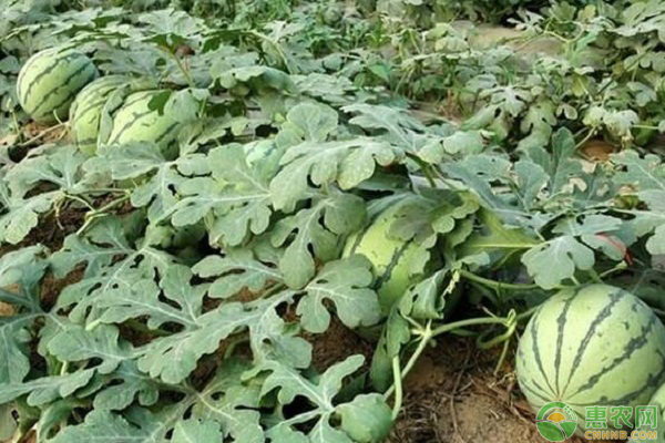 西瓜种植如何延长收获期？西瓜秋收延迟栽培技术