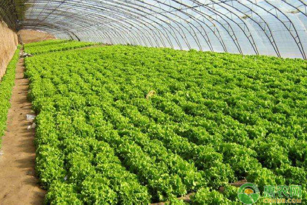如何識別蔬菜新陳種子？蔬菜選種正確識別新陳種子的方法