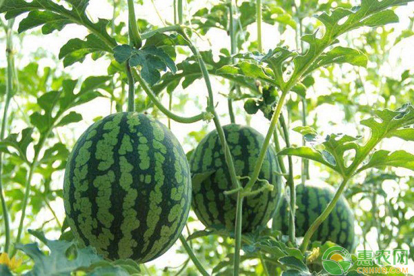 西瓜种植如何延长收获期？西瓜秋收延迟栽培技术