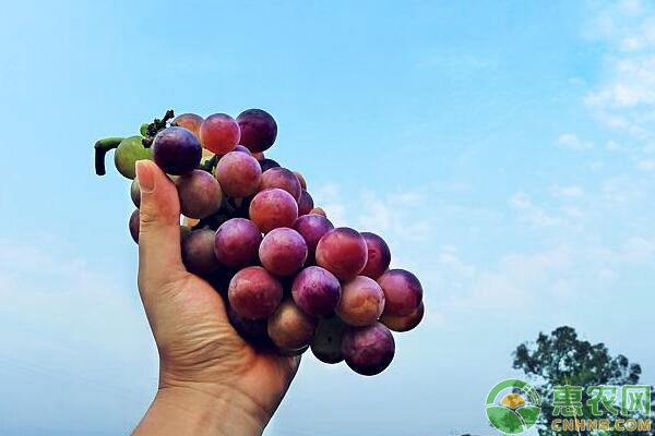 葡萄種植技術(shù)