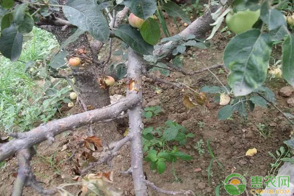 夏季潰瘍病該如何治理？高溫季節(jié)潰瘍病的防治措施