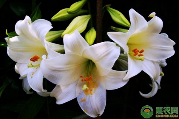 百合花種植