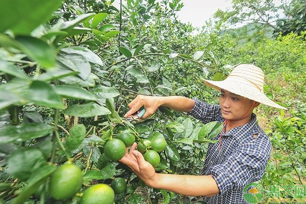 淺談檸檬落花落果的原因