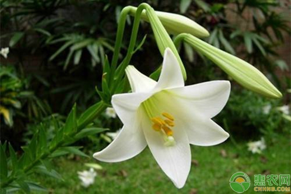 百合花水培方法