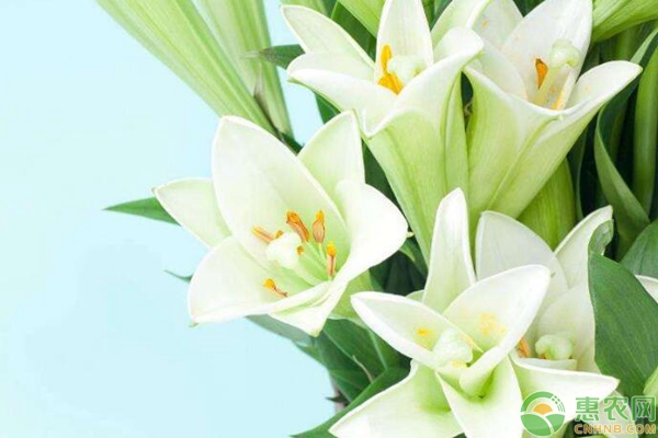 百合花