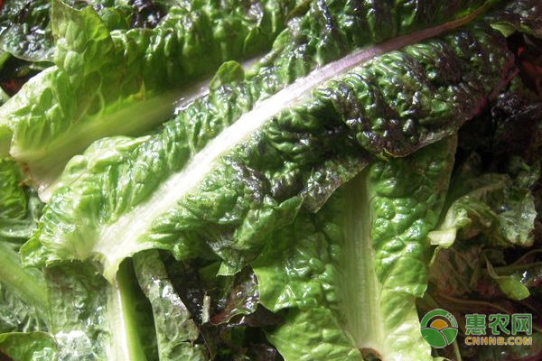 萵筍種植技術(shù)：上海優(yōu)良萵筍品種差異有哪些？