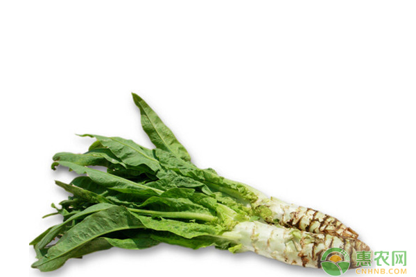 萵筍種植技術(shù)：上海優(yōu)良萵筍品種差異有哪些？
