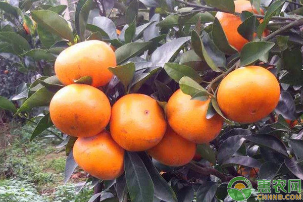 廣西梧州市茂谷柑高效種植技術(shù)要點(diǎn)