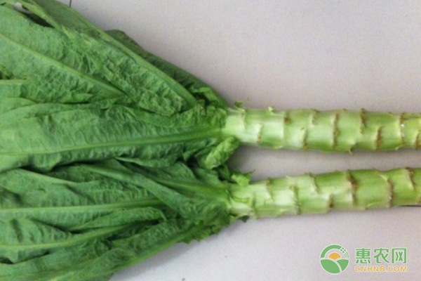萵筍種植技術(shù)：上海優(yōu)良萵筍品種差異有哪些？