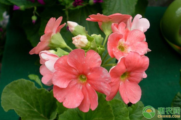 報春花養(yǎng)護(hù)