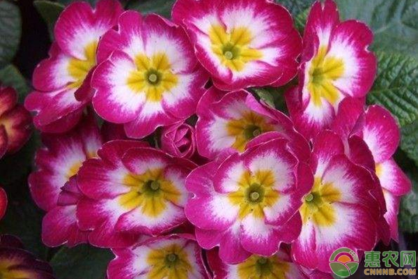 報春花