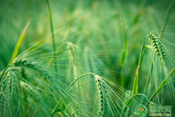 小麥禾本科和闊葉雜草除草劑藥劑類型