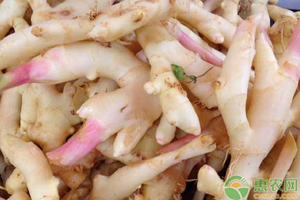 開江縣竹根姜無公害高產(chǎn)栽培技術(shù)要點
