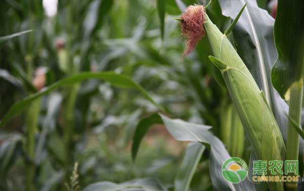 夏玉米、青贮玉米高产栽培技术及品种推荐