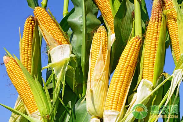 夏玉米、青贮玉米高产栽培技术及品种推荐