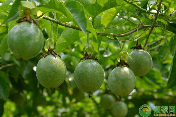 百香果怎么種植？淺談百香果種植期高產(chǎn)管理技巧