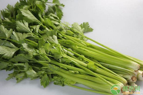 芹菜大棚栽培技術(shù)：芹菜大棚四種栽培模式
