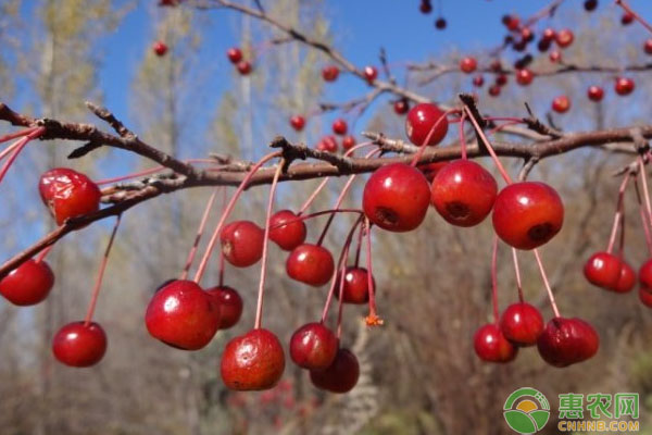 山里紅栽培技術(shù)及病蟲害防治措施