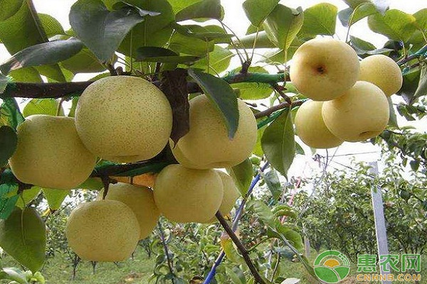 黃金梨高效種植技術(shù)及病蟲害防治