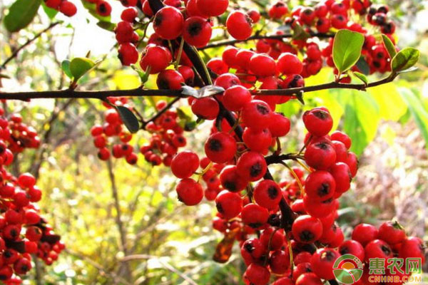 山里紅栽培技術(shù)及病蟲害防治措施