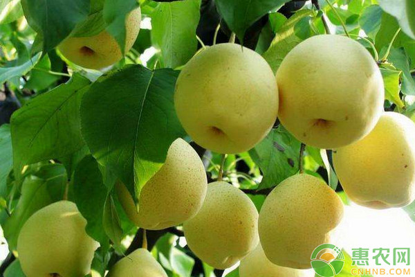 黃金梨高效種植技術(shù)及病蟲害防治