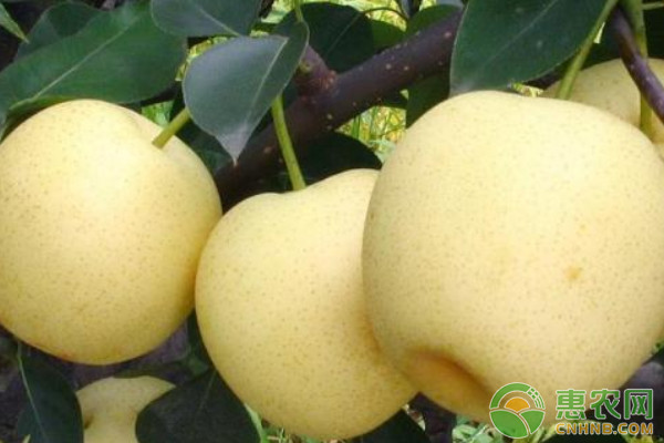黃金梨高效種植技術(shù)及病蟲害防治