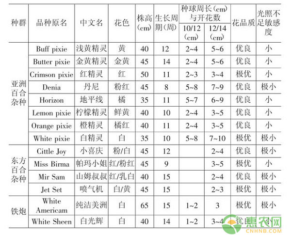 盆栽百合品種選擇及種球繁殖技術(shù)
