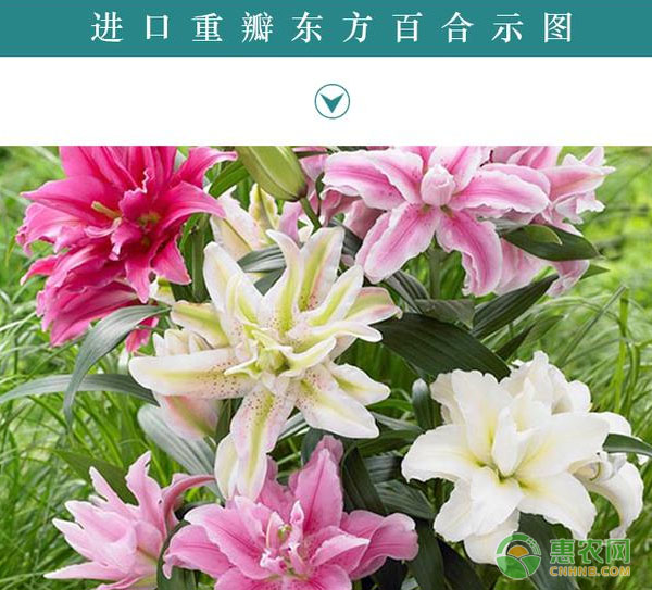 盆栽百合品種選擇及種球繁殖技術(shù)