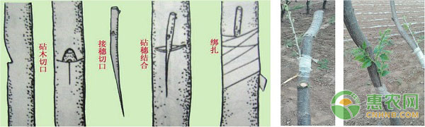 燕山板栗腹接常用方法介紹