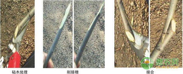 燕山板栗腹接常用方法介紹