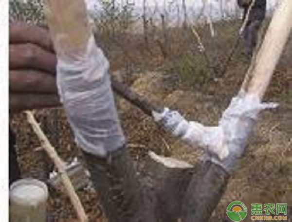燕山板栗腹接常用方法介紹