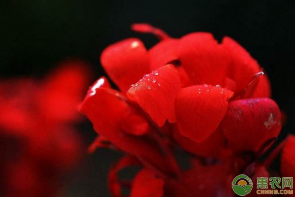 紅蕉養(yǎng)護(hù)指南