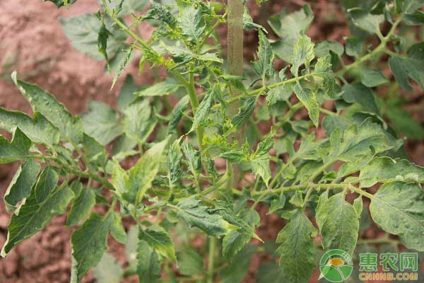 夏秋番茄容易“龍頭”怎么辦？“龍頭病”的防治方法