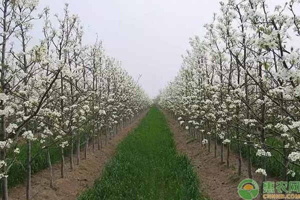 浅谈梨宽行密植高效栽培技术