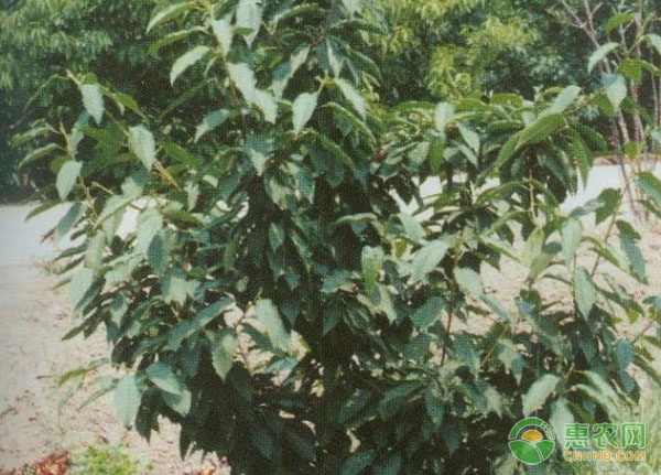 櫻桃樹自由紡錘形、細(xì)長紡錘形整形修剪技術(shù)