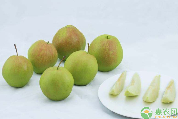 淺談玉露香梨栽培技術(shù)
