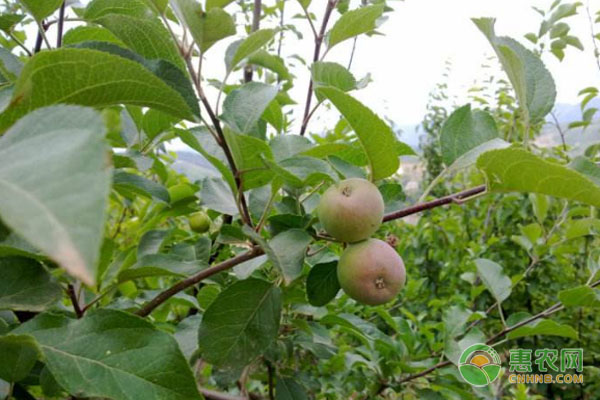 農(nóng)藥混配方案