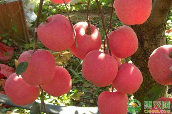 倒掛式塔松形煙富8（神富一號(hào)）栽培管理技術(shù)