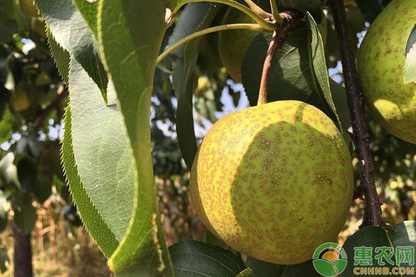 南方地區(qū)梨樹棚架栽培管理技術