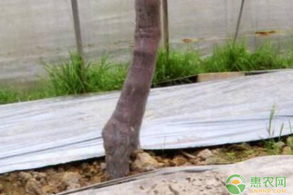 浙江海鹽縣葡萄老樹穩(wěn)定產(chǎn)量更新實踐