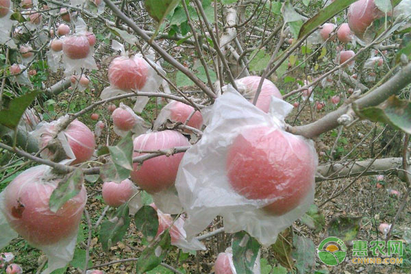 蘋(píng)果套袋時(shí)間