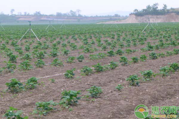 初夏草莓育苗怎么管理？這幾個(gè)措施可以強(qiáng)根育苗