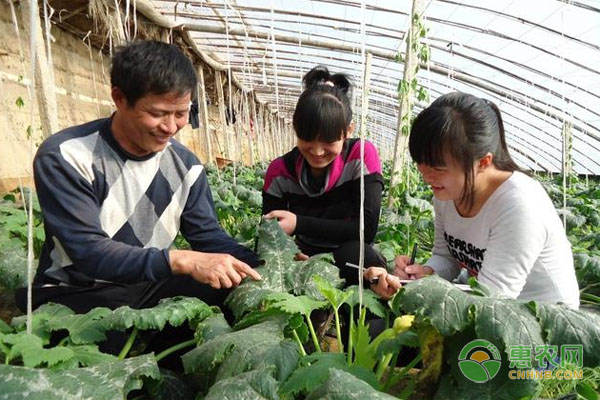 蔬菜種植