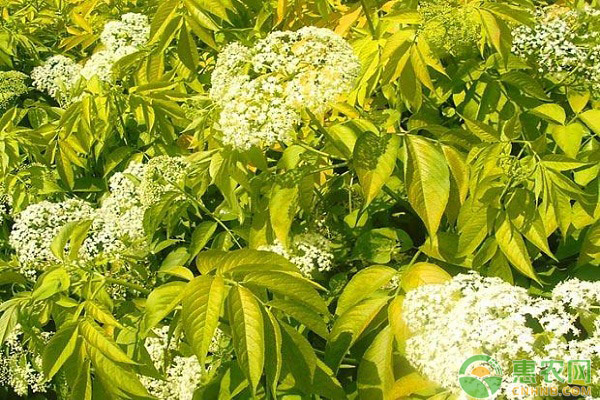 金葉接骨木的繁殖方法及栽培技術(shù)詳解