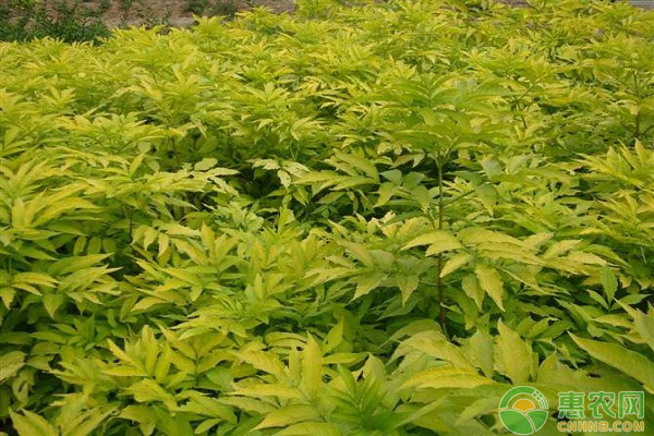 金葉接骨木的繁殖方法及栽培技術(shù)詳解