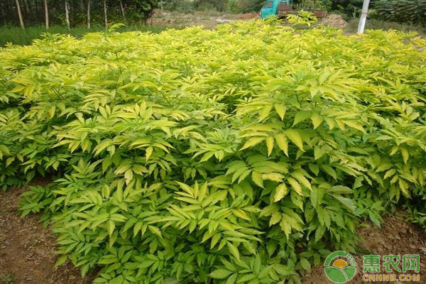 金葉接骨木的繁殖方法及栽培技術(shù)詳解
